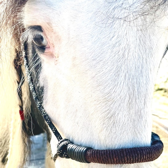 Handmade In Southern California, Bosal style Rope Halter - Picture 3 of 16